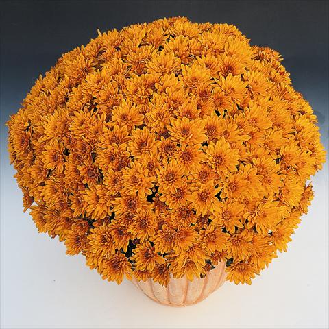 Photos von Blumenvarianten benutzt als: Topf und Beet Chrysanthemum Soda Cognac
