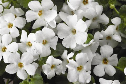 Photos von Blumenvarianten benutzt als: Beet, Topf oder Ampel Bacopa (Sutera cordata) Jumbo White