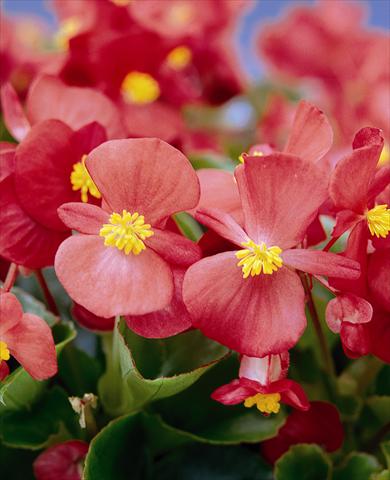 Photos von Blumenvarianten benutzt als: Beet- / Rabattenpflanze Begonia semperflorens Ascot