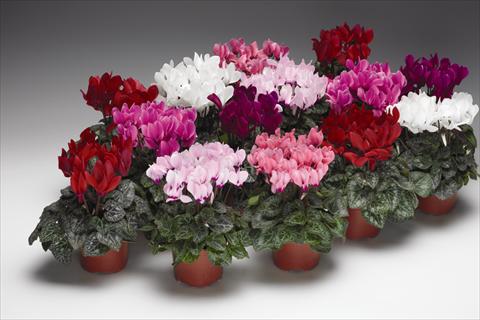 Photos von Blumenvarianten benutzt als: Ampel/Topf Cyclamen persicum  Zanetto F1