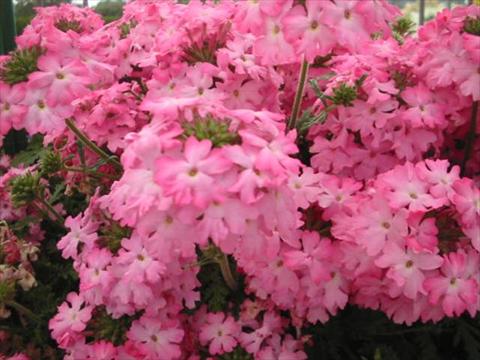 Photos von Blumenvarianten benutzt als: Topf, Beet, Terrasse, Ampel Verbena Magelana Pink Swirl
