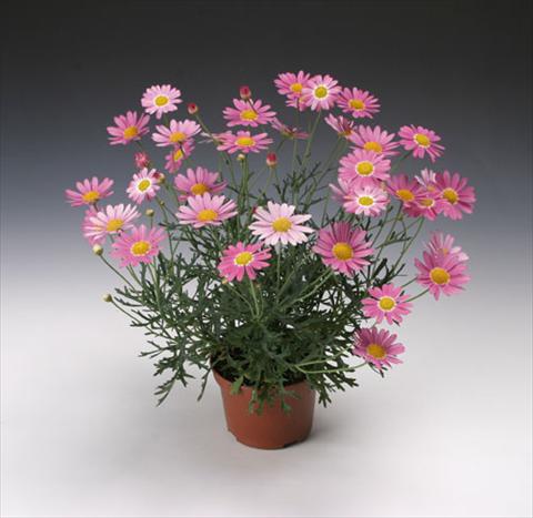 Photos von Blumenvarianten benutzt als: Topf und Beet Argyranthemum frutescens Molimba® Maggy Rose single