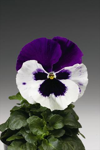 Photos von Blumenvarianten benutzt als: Beet- / Rabattenpflanze Viola wittrockiana Colossus F1 White with Purple Wing