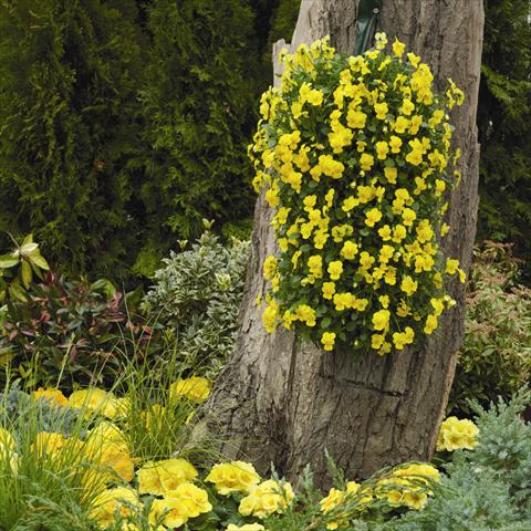 Photos von Blumenvarianten benutzt als: Ampel/Topf Viola cornuta Endurio F1 Pure Yellow