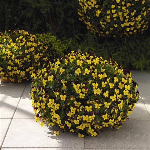 Photos von Blumenvarianten benutzt als: Ampel/Topf Viola cornuta Endurio F1 Yellow With Red Wing