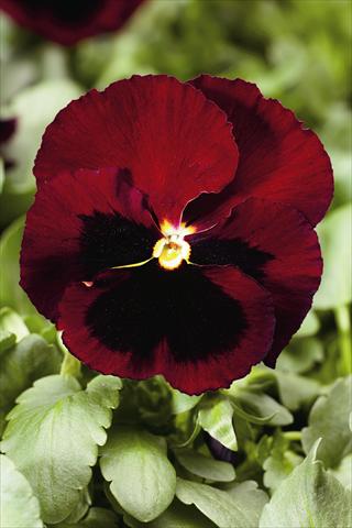 Photos von Blumenvarianten benutzt als: Beet- / Rabattenpflanze Viola wittrockiana Colossus F1 Red with Blotch