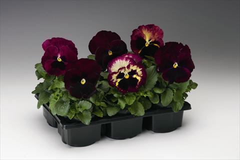 Photos von Blumenvarianten benutzt als: Beet- / Rabattenpflanze Viola wittrockiana Colossus F1 Rose Medley