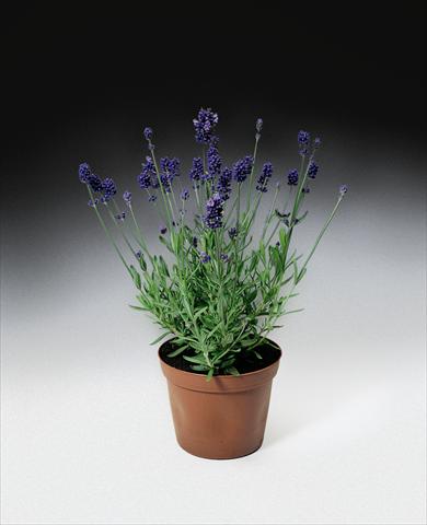 Photos von Blumenvarianten benutzt als: Beet- / Rabattenpflanze Lavandula angustifolia Blue Scent TM