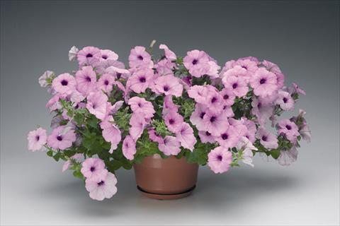Photos von Blumenvarianten benutzt als: Ampel/Topf Petunia grandiflora Plush