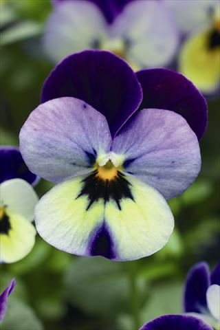 Photos von Blumenvarianten benutzt als: Ampel/Topf Viola cornuta Endurio F1 Blue Yellow With Purple Wing