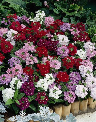 Photos von Blumenvarianten benutzt als: Beet, Topf oder Ampel Verbena Obsession® Mix