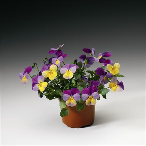 Photos von Blumenvarianten benutzt als: Ampel/Topf Viola cornuta Endurio F1 Yellow With Violet Wing