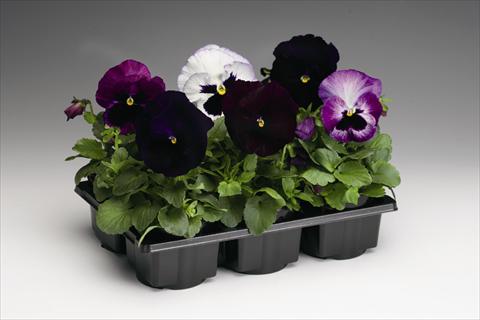 Photos von Blumenvarianten benutzt als: Beet- / Rabattenpflanze Viola wittrockiana Colossus F1 Lavender Medley