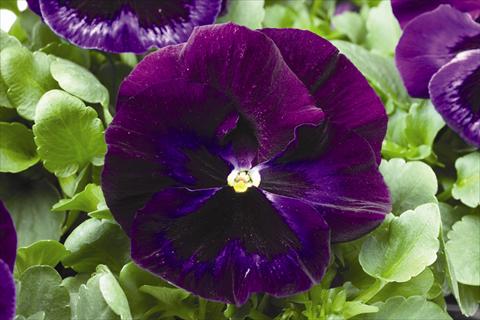 Photos von Blumenvarianten benutzt als: Beet- / Rabattenpflanze Viola wittrockiana Colossus F1 Neon Violet