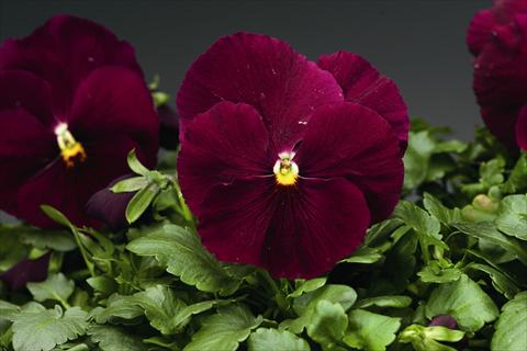 Photos von Blumenvarianten benutzt als: Beet- / Rabattenpflanze Viola wittrockiana Colossus F1 Pure Rose