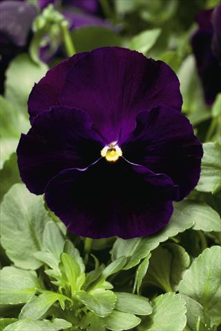 Photos von Blumenvarianten benutzt als: Beet- / Rabattenpflanze Viola wittrockiana Colossus F1 Purple with Blotch