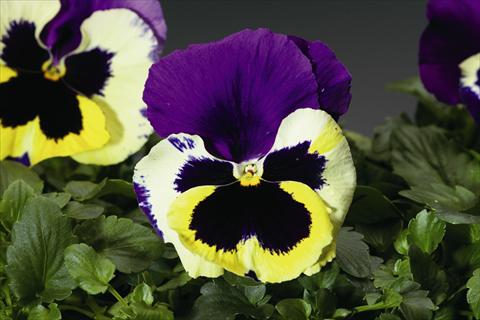 Photos von Blumenvarianten benutzt als: Beet- / Rabattenpflanze Viola wittrockiana Colossus F1 Tricolor