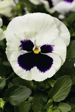 Photos von Blumenvarianten benutzt als: Beet- / Rabattenpflanze Viola wittrockiana Colossus F1 White with Blotch
