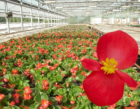 Photos von Blumenvarianten benutzt als: Topf, Beet, Terrasse Begonia semperflorens Emperor Red
