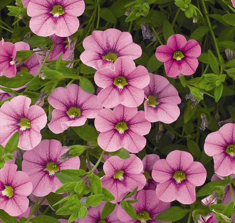Photos von Blumenvarianten benutzt als: Ampel/Topf Calibrachoa Carillon Lilac Pink
