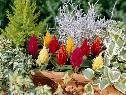 Photos von Blumenvarianten benutzt als: Topf, Beet, Terrasse Celosia plumosa Yukata Mix