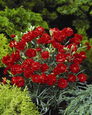 Photos von Blumenvarianten benutzt als: Beet- / Rabattenpflanze Dianthus caryophyllus Can Can Scarlet
