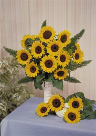 Photos von Blumenvarianten benutzt als: Schnittblume Helianthus annuus Sunbright Supreme