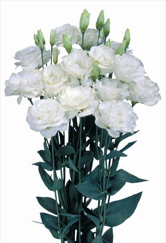 Photos von Blumenvarianten benutzt als: Schnittblume Lisianthus (Eustoma grandiflorum) Mariachi® Pure White