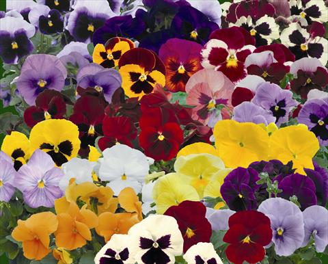 Photos von Blumenvarianten benutzt als: Topf und Beet Viola wittrockiana Dynamite Mix