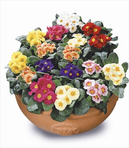 Photos von Blumenvarianten benutzt als: Beet- / Rabattenpflanze Primula acaulis, veris, vulgaris Daniella Mix