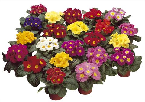 Photos von Blumenvarianten benutzt als: Topf und Beet Primula acaulis, veris, vulgaris Danova Mix