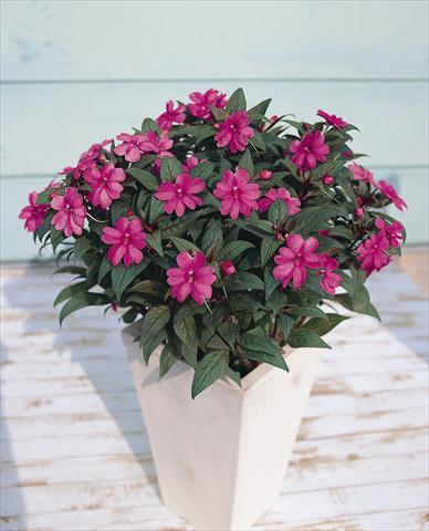 photo of flower to be used as: Pot, bedding, patio Impatiens N. Guinea SunPatiens® Lavender