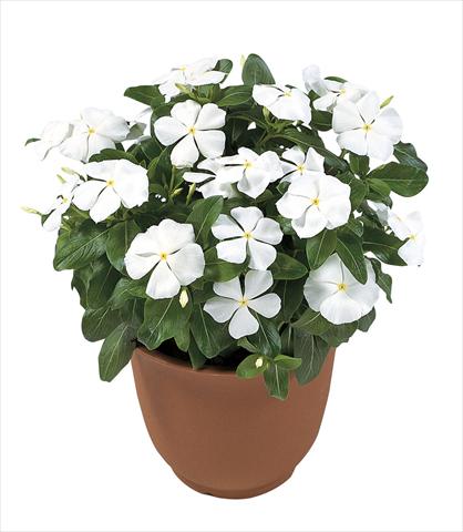 Photos von Blumenvarianten benutzt als: Topf, Beet, Terrasse Catharanthus roseus - Vinca Victory Pure White
