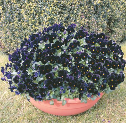 Photos von Blumenvarianten benutzt als: Beet- / Rabattenpflanze Viola cornuta Venus Black