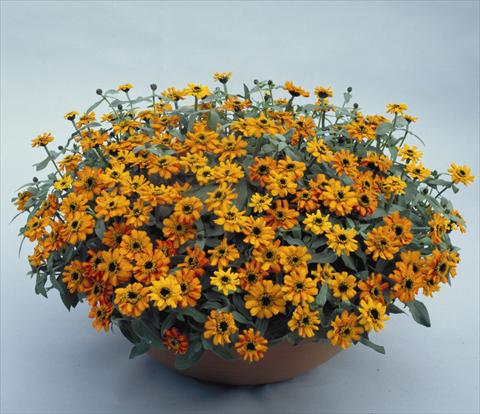 Photos von Blumenvarianten benutzt als: Topf, Beet, Terrasse Zinnia hybrida Profusion Orange
