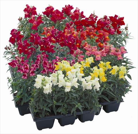 Photos von Blumenvarianten benutzt als: Beet- / Rabattenpflanze Antirrhinum majus Floral Showers Mix