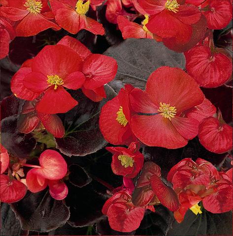 Photos von Blumenvarianten benutzt als: Topf und Beet Begonia semperflorens Senator Scarlet