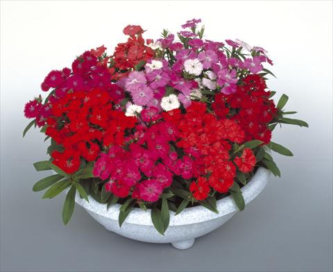 Photos von Blumenvarianten benutzt als: Topf, Beet, Terrasse Dianthus Diamond Mix