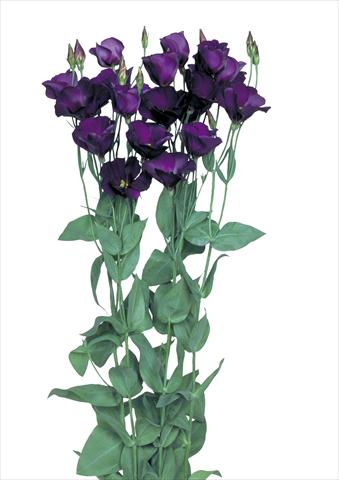 Photos von Blumenvarianten benutzt als: Schnittblume Lisianthus (Eustoma grandiflorum) Flamenco Purple