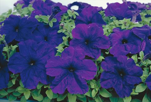Photos von Blumenvarianten benutzt als: Beet- / Rabattenpflanze Petunia grandiflora Eagle Blue
