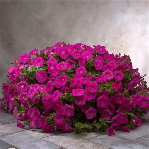 Photos von Blumenvarianten benutzt als: Beet- / Rabattenpflanze Petunia x hybrida Explorer Rose Pink