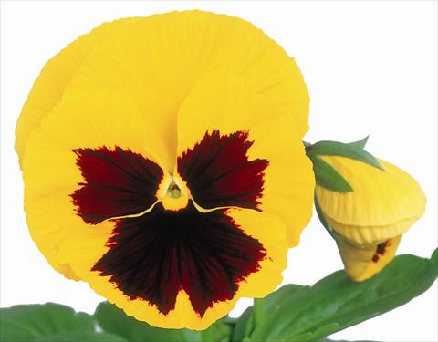 Photos von Blumenvarianten benutzt als: Topf und Beet Viola wittrockiana Power Yellow w/Blotch Improved