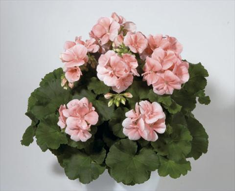 Photos von Blumenvarianten benutzt als: Beet- / Rabattenpflanze Pelargonium zonale Sunrise® Palazzo