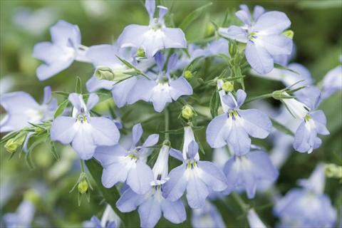 Photos von Blumenvarianten benutzt als: Ampel/Topf Lobelia Curaçao® Light Blue