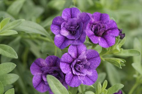 Photos von Blumenvarianten benutzt als: Ampel/Topf Calibrachoa MiniFamous® Double Blue