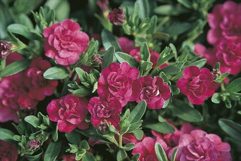 Photos von Blumenvarianten benutzt als: Ampel/Topf Calibrachoa MiniFamous® Double Dark Pink