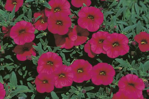 Photos von Blumenvarianten benutzt als: Ampel/Topf Calibrachoa MiniFamous® Sangria