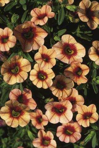 Photos von Blumenvarianten benutzt als: Ampel/Topf Calibrachoa MiniFamous® Apricot & Eye