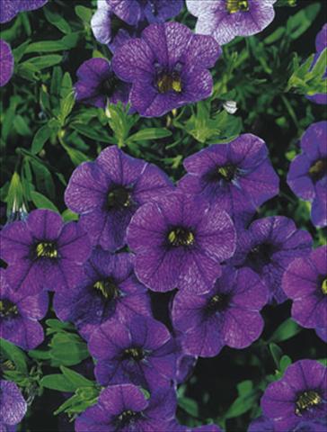 Photos von Blumenvarianten benutzt als: Ampel/Topf Calibrachoa MiniFamous® Dark Blue