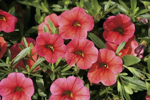 Photos von Blumenvarianten benutzt als: Ampel/Topf Calibrachoa MiniFamous® Watermelon